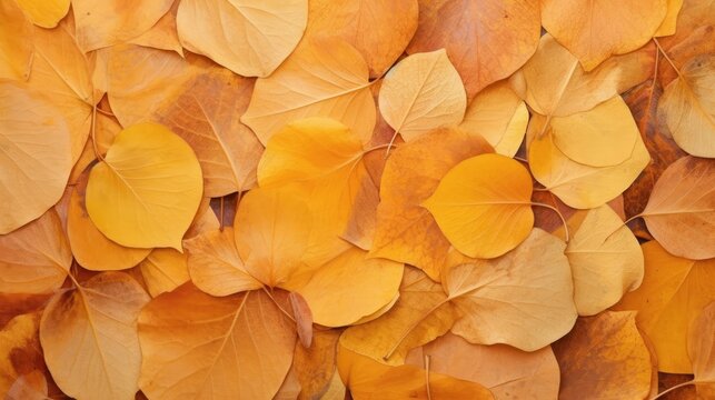Aspen leaves as a Horizontal background, Aspen forest floor with warm colors, ambers, yellows and oranges, as a background.  Nature-themed, photorealistic illustrations in JPG. Generative AI