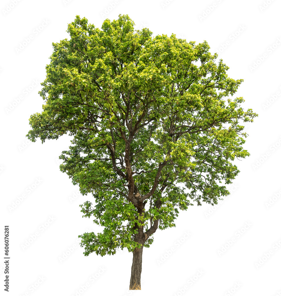 Leinwandbilder tree isolated on transparent background with clipping path and alpha channel.