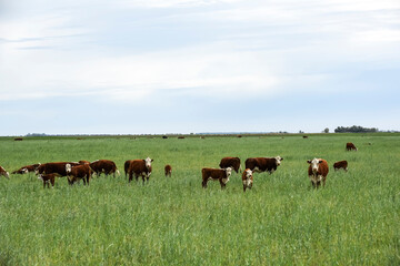 Cattle raising  with natural pastures in Pampas countryside, La Pampa Province,Patagonia, Argentina.