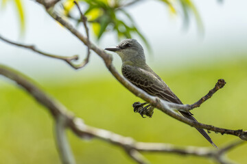 Obraz premium Tropical Kingbird - Tyrannus melancholicus, beautiful common perching bird from Central and Latin America woodlands and gardens, Gamboa, Panama.