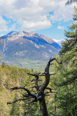 A scenic view of a majestic tree skeleton with green valley and snowy mountain summit in the background under a majestic blue sky and some white clouds