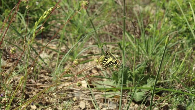 Schwalbenschwanz (Papilio machaon) auf Trockenrasen