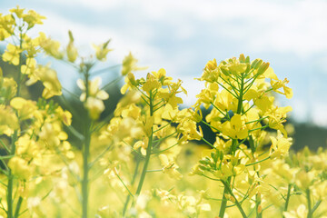 Obraz premium Blooming yellow rapeseed field. Agricultural field with rapeseed plants. Oilseed, canola, colza. Agriculture, biotechnology, fuel, food industry, alternative energy, environmental conservation.