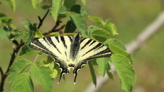 M&auml;nnlicher Segelfalter (Iphiclides podalirius) auf Wildrose