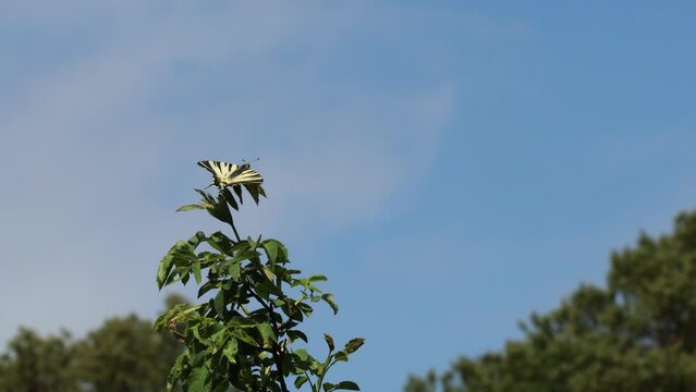 M&auml;nnlicher Segelfalter (Iphiclides podalirius) auf Wildrose