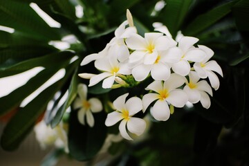 White plumeria on the plumeria tree, Beautiful flower background. Toned with color filter and soft noise to get old camera effect. Soft focus and blurred.