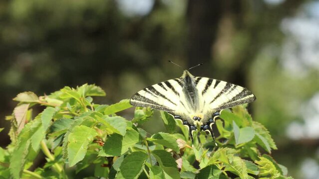 M&auml;nnlicher Segelfalter (Iphiclides podalirius) auf Wildrose