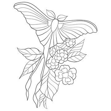 coloring book in the form of a moth in flowers