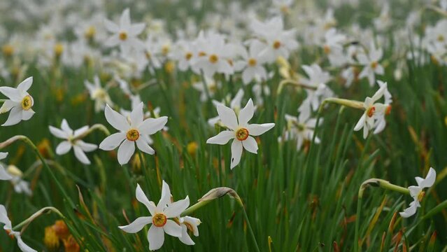 narcissus radiiflorus. Narcissus poeticus in Switzerland. Wild white narcissus flower blooming. Poet's daffodil. Poet's narcissus. Nargis. Beauty in nature.