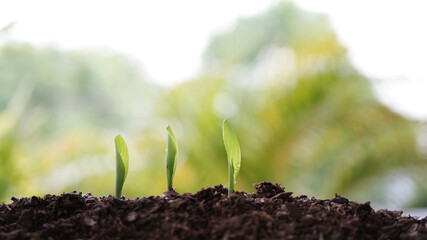 Small young Corn sprout growing
