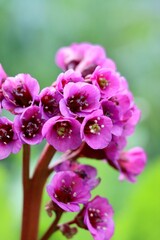 Fototapeta premium Purple flower 