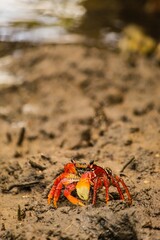 Crab - Aratu Vermelho