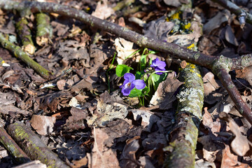 lilanes wildes Veilchen im Wald