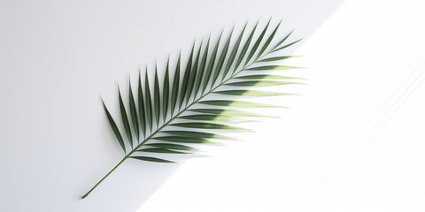 Nature Green palm leaf isolated on white background with shade from sunlight. Minimal wallpaper with copy space for text. Stylish banner template. Generative AI professional photo imitation.