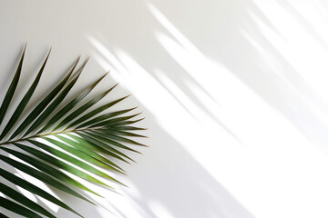 Green palm leaf isolated on white background with shade from sunlight. Minimal fashion wallpaper with copy space for text. Stylish banner template. Generative AI professional photo imitation.