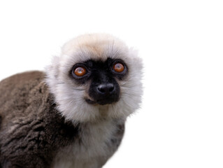 portrait white-headed lemur (eulemur albifrons) isolated on white background