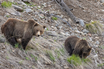 Grizzly Bear Sow and Cub in Wyoming in Springtime