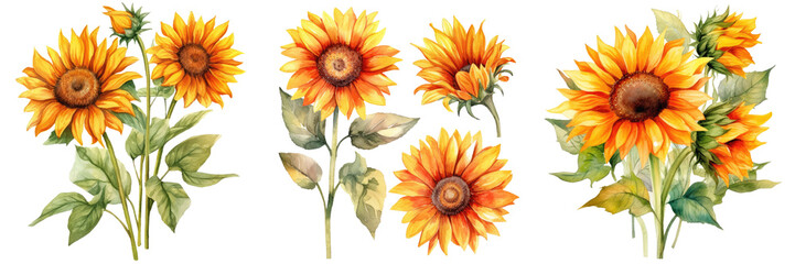 Watercolor Sunflower llustration transparent background, PNG ,Generative AI