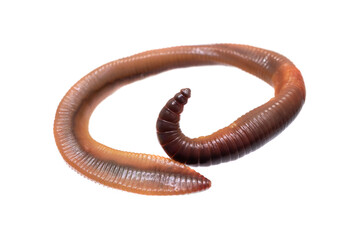 Lumbricus terrestris on a transparent isolated background. png