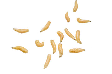 fly larvae on a transparent isolated background. png