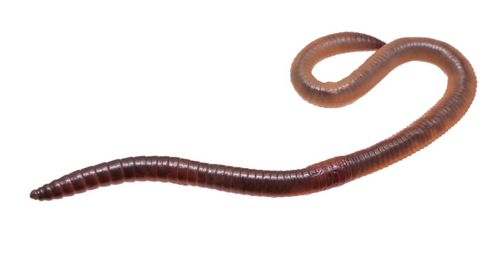 diagrama de lumbricus