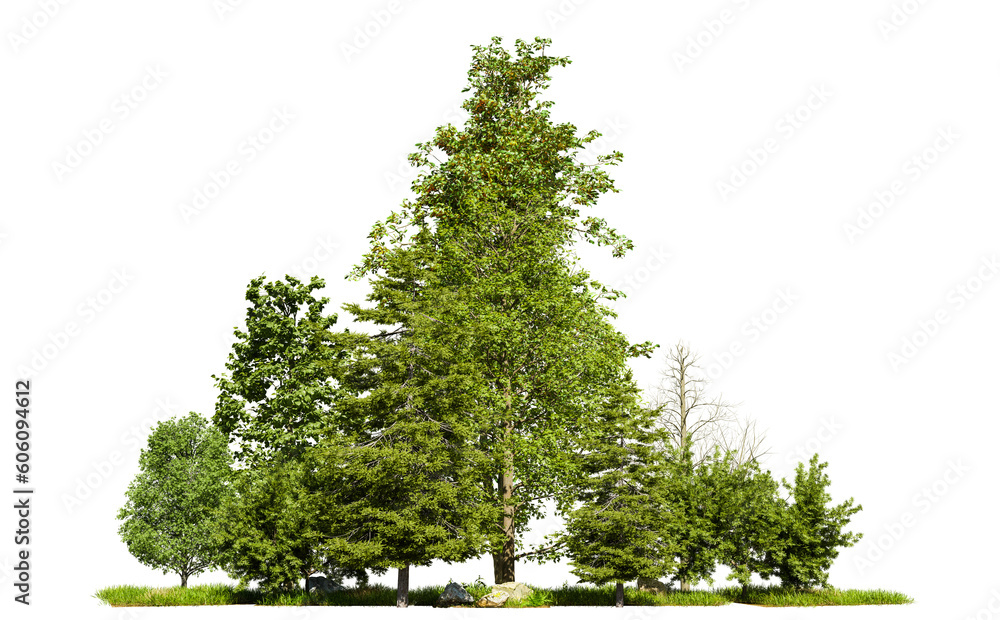 Poster isolated tree on white background, clipping path in picture, 3d illustration rendering