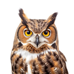 Obraz premium a Great-Horned Owl portrait, a nocturnal bird of prey, piercing eyes, Nature-themed, photorealistic illustrations in a PNG, cutout, and isolated. Generative AI