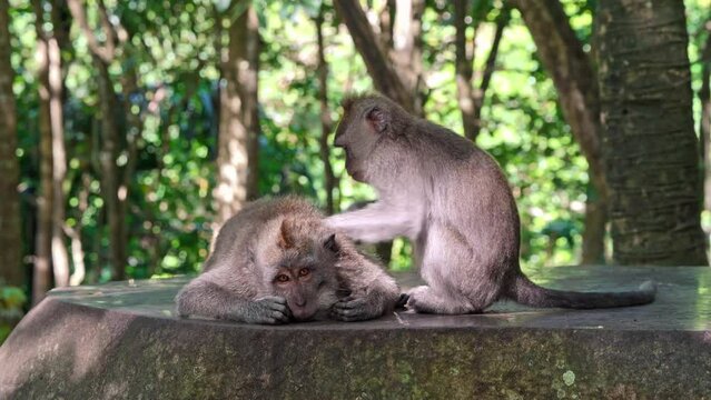 A monkey in the forest looking for bugs from another monkey