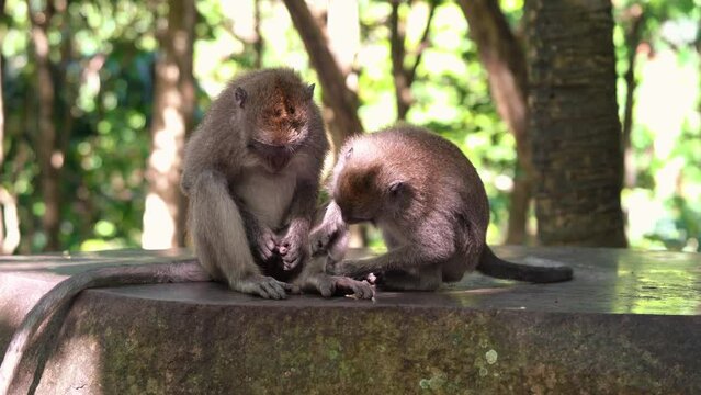 A monkey in the forest looking for bugs from another monkey