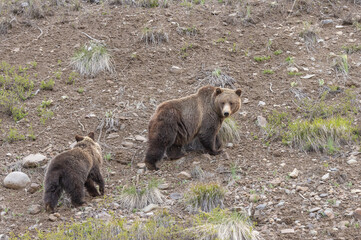 Grizzly Bear Sow and Cub in Wyoming in Springtime