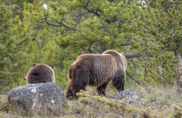 Grizzly Bear Sow and Cub in Wyoming in Springtime