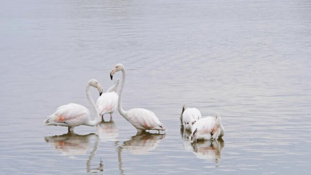 White flamingoes reflected in the waters of Lake in Spain, Catalonia, wild nature bird life. 