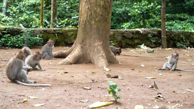Monkeys run around a big tree trunk and fight