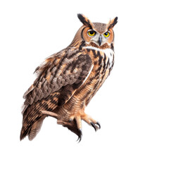 Obraz premium a Great-Horned Owl sitting, full body portrait, a nocturnal bird of prey, piercing eyes, Nature-themed, photorealistic illustrations in a PNG, cutout, and isolated. Generative AI