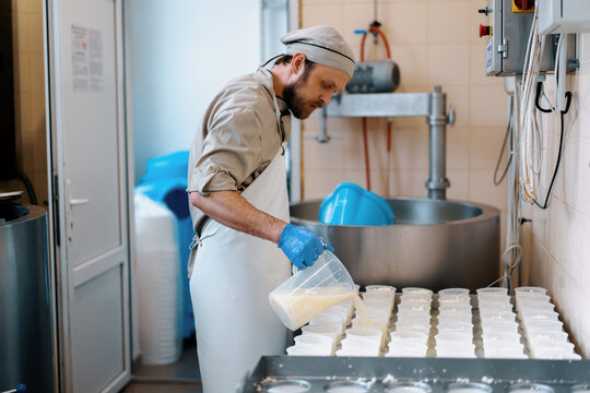 cheese maker pours fresh cheese into molds for making brie cheese craft cheese production