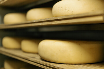 Heads of cheese on wooden shelves in cheese ripening warehouse Concept of production of delicious...