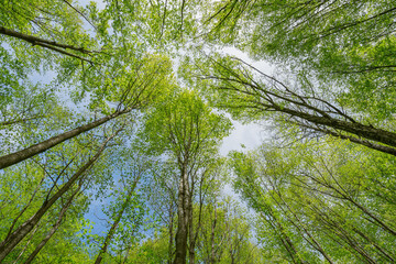 Tree branches background at spring day.