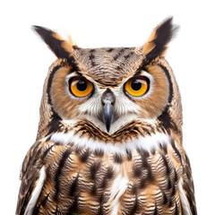 a Great-Horned Owl, portrait, front view, a nocturnal bird of prey, yellow-orange eyes, Nature-themed, photorealistic illustrations in a PNG, cutout, and isolated. Generative AI