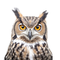 Obraz premium a Great-Horned Owl, portrait, front view, a nocturnal bird of prey, yellow-orange eyes, Nature-themed, photorealistic illustrations in a PNG, cutout, and isolated. Generative AI