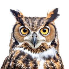 a Great-Horned Owl, portrait, front view, a nocturnal bird of prey, yellow-orange eyes, Nature-themed, photorealistic illustrations in a PNG, cutout, and isolated. Generative AI