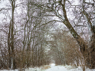 A snow-covered forest on a sunny winter day