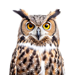 Fototapeta premium a Great-Horned Owl, portrait, front view, a nocturnal bird of prey, yellow-orange eyes, Nature-themed, photorealistic illustrations in a PNG, cutout, and isolated. Generative AI