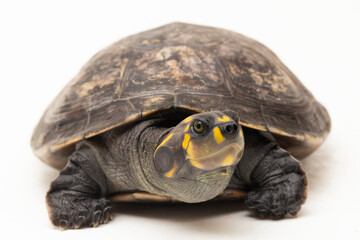 Yellow-spotted Amazon River Turtle, Podocnemis unifilis isolated on white background
