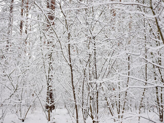A snow-covered forest on a sunny winter day