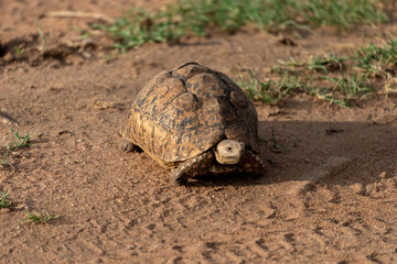 African helmeted turtle traveling on the road in the Masaai Mara Reserve in Kenya