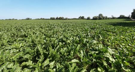 Fototapeta na wymiar Sugar Beet Field in Summer, close before harvest. Panorama