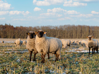 rams sheep thoroughbred breeding looking at camera, staing in meadow in winter
