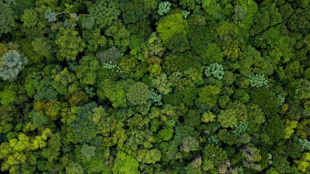 Majestade Verde: Close das Árvores da Selva Amazônica Vistas do Alto