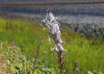 Dry flower of Fringed Willowherb