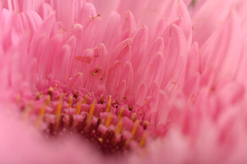 Fototapeta premium A very Dreamy shallow depth of field macro photography photograph of a Pink flower with very soft lighting to extenuate the pastel colors of nature making for a beautifully textured background
